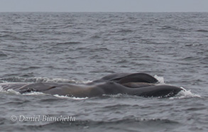 Fin Whale Lunge-Feeding , photo by Daniel Bianchetta