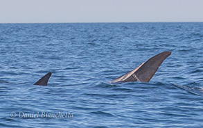 Fin Whales, photo by Daniel Bianchetta
