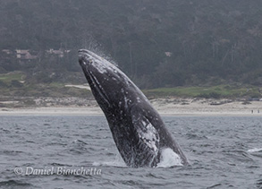 Gray Whale breaching, photo by Daniel Bianchetta