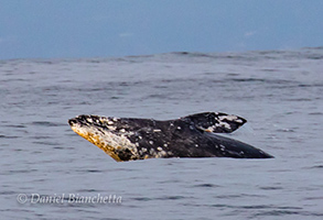 Gray Whale, photo by Daniel Bianchetta