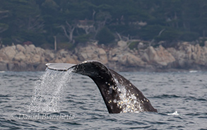Gray Whale Tail, photo by Daniel Bianchetta