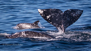 Gray Whales and Risso's Dolphin, photo by Daniel Bianchetta