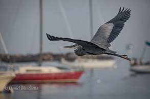Great Blue Heron in the harbor, photo by Daniel Bianchetta