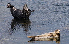 Harbor Seals, photo by Daniel Bianchetta