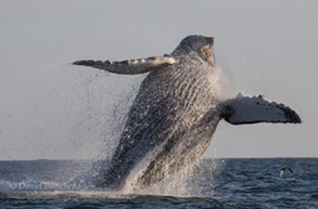 Humpback Whale breach sequence, photo by Daniel Bianchetta