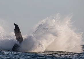 Humpback Whale breach sequence, photo by Daniel Bianchetta