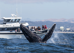 Humpback Whale breaching near the Sea Wolf II, photo by Daniel Bianchetta