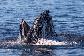 Humpback Whale Lunge Feeding, photo by Daniel Bianchetta
