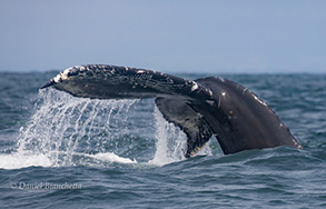 Humpback Whale tail (note Killer Whale rake marks), photo by Daniel Bianchetta