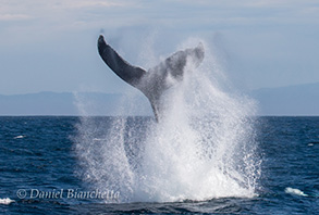 Humpback Tail Throw, photo by Daniel Bianchetta