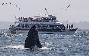 Humpback Whale by the Blackfin, photo by Daniel Bianchetta