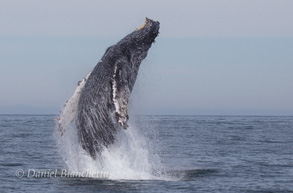 Humpback Whale Breaching, photo by Daniel Bianchetta