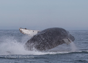 Humpback Whale Breaching, photo by Daniel Bianchetta