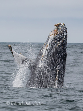 Humpback Whale breach, photo by Daniel Bianchetta