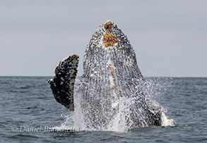 Humpback Whale breach, photo by Daniel Bianchetta