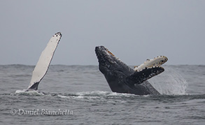 Humpback Whale breaching calf (Mom's pectoral fin), photo by Daniel Bianchetta