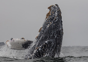 Humpback Whale breaching, note eye, photo by Daniel Bianchetta