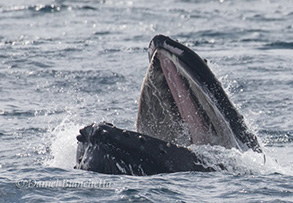 Humpback Whale releasing a Brandt's Cormorant from its mouth, photo by Daniel Bianchetta
