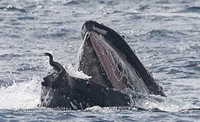 Humpback Whale releasing a Brandt's Cormorant from its mouth, photo by Daniel Bianchetta