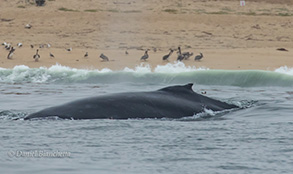 Humpback Whale close to shore, photo by Daniel Bianchetta