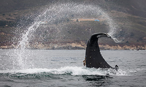 Humpback Whale Tail Throw, photo by Daniel Bianchetta