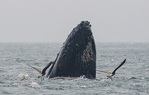 Humpback Whale and Gulls, photo by Daniel Bianchetta