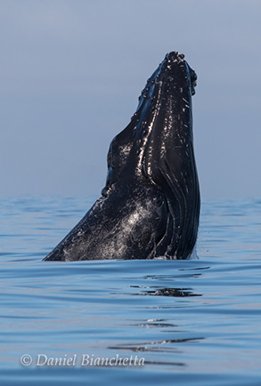 Head slapping Humpback Whale, photo by Daniel Bianchetta