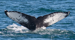 Humpback Whale tail (good ID shot), photo by Daniel Bianchetta
