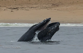 Humpback Whale lunge-feeding near shore, photo by Daniel Bianchetta