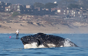 Humpback Whale near shore, photo by Daniel Bianchetta