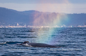 Humpback Whale rainblow, photo by Daniel Bianchetta