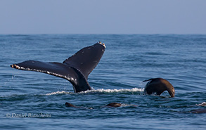 Humpback Whale tail and a California Sea Lion, photo by Daniel Bianchetta