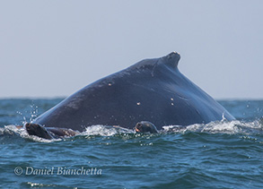Humpback Whale with Sea Lions, photo by Daniel Bianchetta