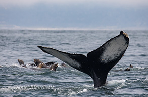 Humpback Whale Tail and California Sea Lions, photo by Daniel Bianchetta