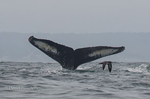 Humpback Whale tail and Shearwater , photo by Daniel Bianchetta