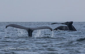 Three Humpback Whales, photo by Daniel Bianchetta