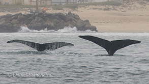 Humpback Whale Tales, photo by Daniel Bianchetta