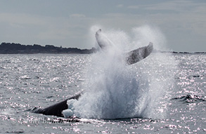 Humpback whale tail throw, photo by Daniel Bianchetta