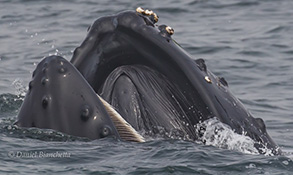 Humpback Whale (note tongue), photo by Daniel Bianchetta