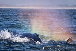 Humpback Whale with rainblow and California Sea Lion, photo by Daniel Bianchetta
