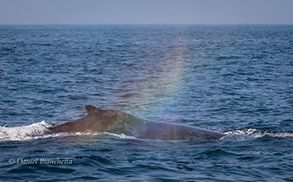 Humpback Whale with rainblow, photo by Daniel Bianchetta