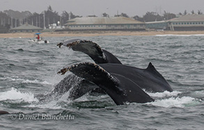 Three Humpback Whales, photo by Daniel Bianchetta