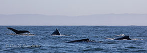 5 Humpback Whales, photo by Daniel Bianchetta
