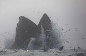 Humpback Whales lunge-feeding with anchovies flying! photo by Daniel Bianchetta