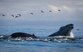 Humpback Whales and Brandt's Cormorants, photo by Daniel Bianchetta