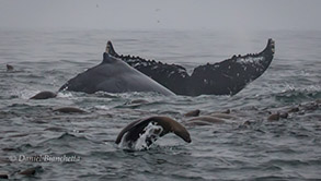 Humpback Whales and Sea Lions, photo by Daniel Bianchetta