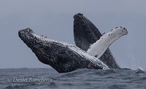 Humpback Whales Breaching, photo by Daniel Bianchetta