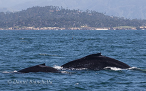 Humpback Whales (cow/calf pair), photo by Daniel Bianchetta