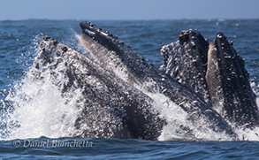Humpback Whales Lunge-feeding (note baleen), photo by Daniel Bianchetta