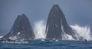 Lunge feeding Humpback Whales (note flying Anchovies), photo by Daniel Bianchetta